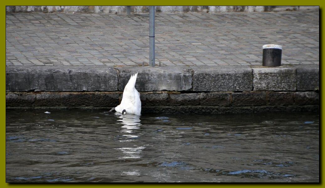 namur1908120291