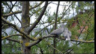 namur2904120069