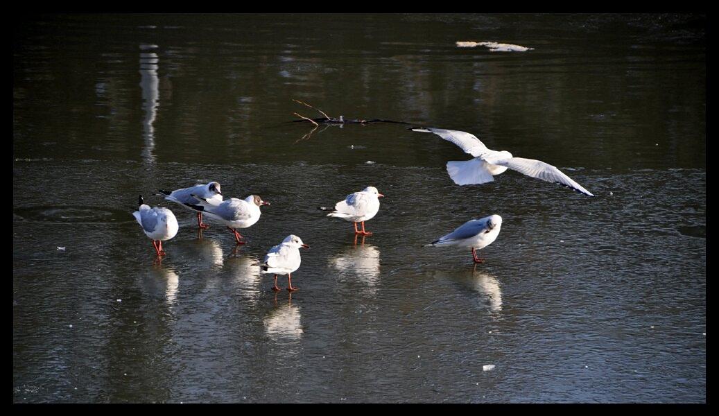 namur 1202120011