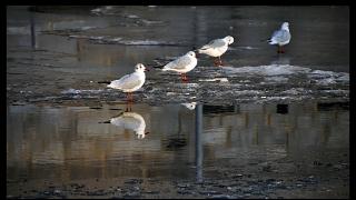 namur 1202120110