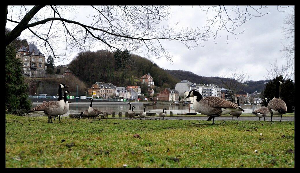 namur2201120106