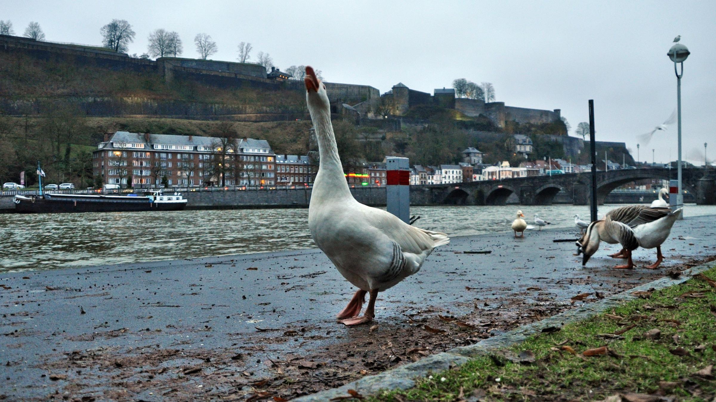 namur0601130072