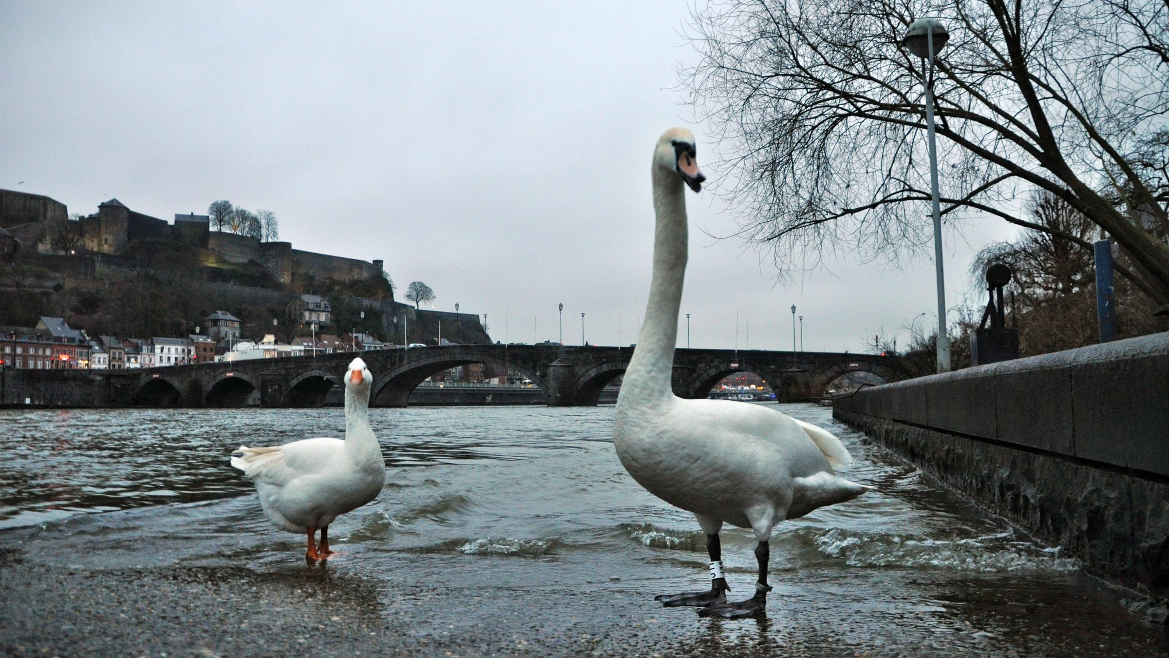 namur0601130074