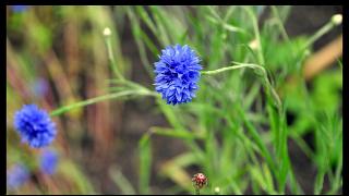 namur1507120133