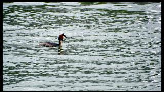 namur1606130194