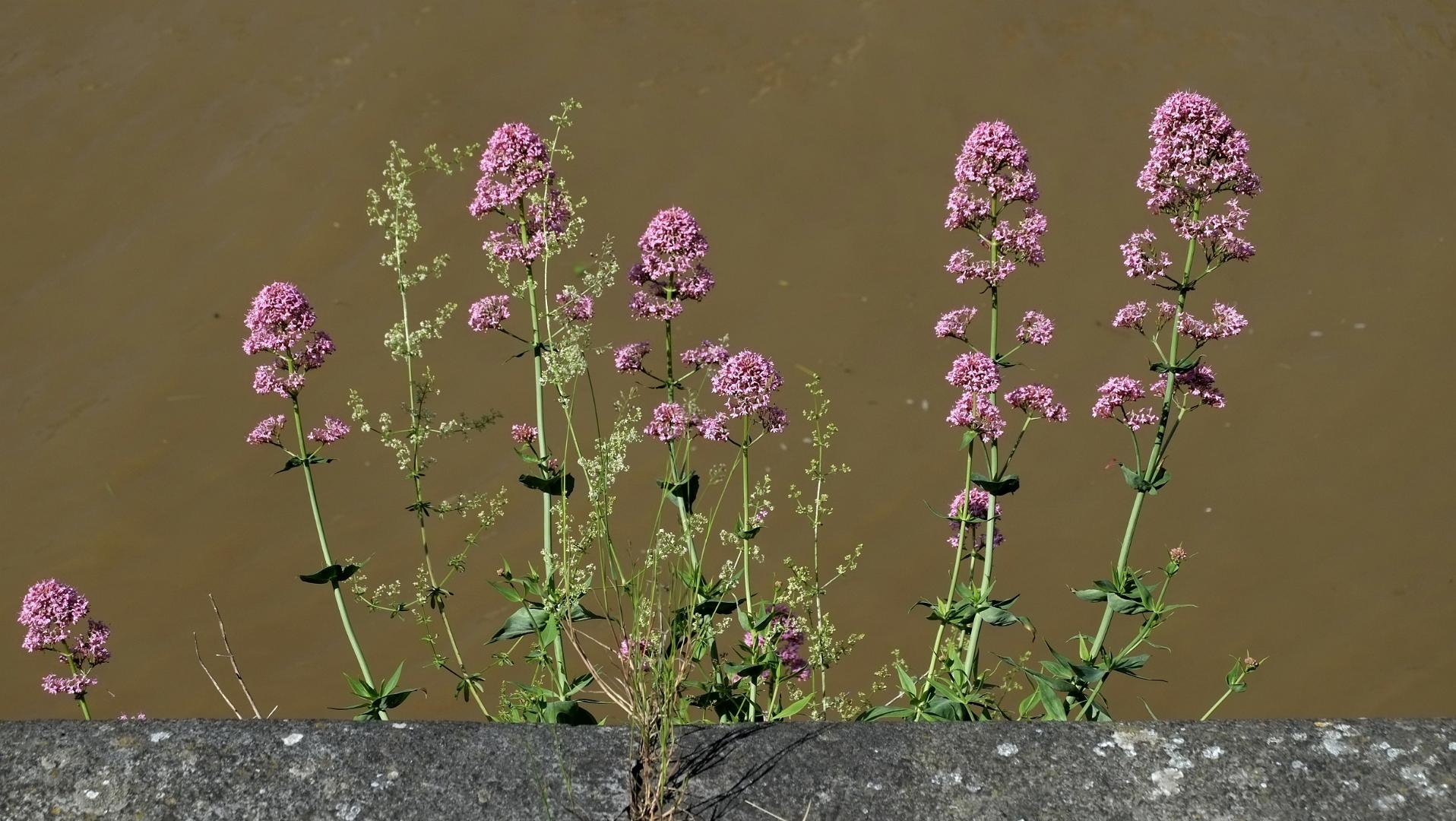 namur120616085