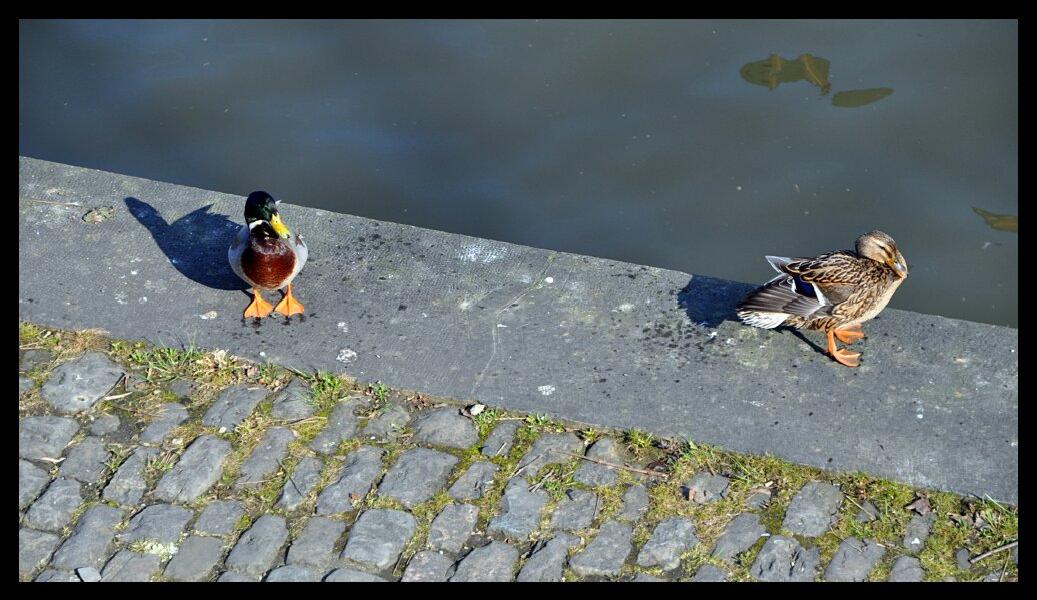 namur2503120027