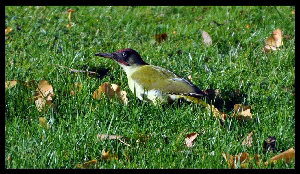 namur2011110074