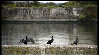 namur1310130113